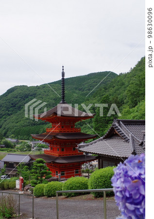 紫陽花咲く紫陽花咲く美作長福寺三重塔 98630096