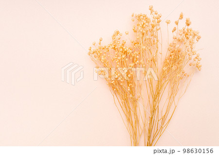dried twigs of plant on pink background close up dried twigs of plant on pink background close up 98630156