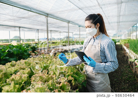 Man hands gardening lettuce in farm with growth process and chemical formula on green background. With VR icon Man hands gardening lettuce in farm with growth process and chemical formula on green background. With VR icon 98630464