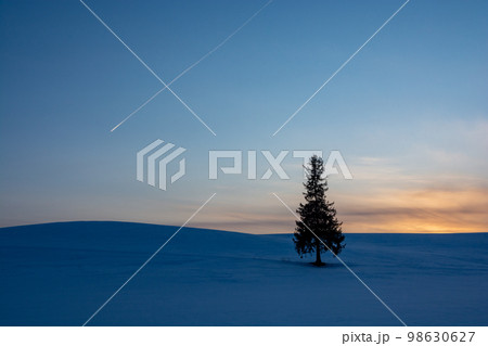 夕暮れの雪原に立つマツの木と飛行機雲　美瑛町 98630627