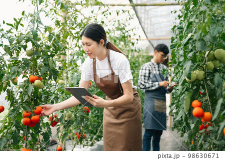 Asian farmer using hand holding tablet and organic tomato hydroponic in greenhouse plantation. Female hydroponic salad vegetable garden owner working. Asian farmer using hand holding tablet and organic tomato hydroponic in greenhouse plantation. Female hydroponic salad vegetable garden owner working. 98630671