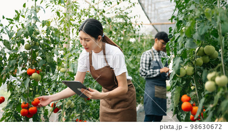 Asian couple of farmers inspects plants with a digital tablet In a greenhouse plantation. 98630672