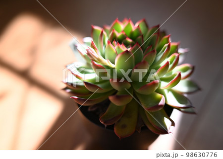 日差しを受ける多肉植物のエケベリア　 98630776