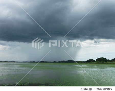 ゲリラ豪雨の雨柱と菱が水面を覆う湖 98630905