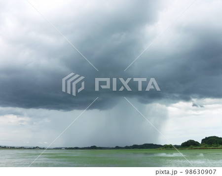 ゲリラ豪雨の雨柱と菱が水面を覆う湖 ゲリラ豪雨の雨柱と菱が水面を覆う湖 98630907