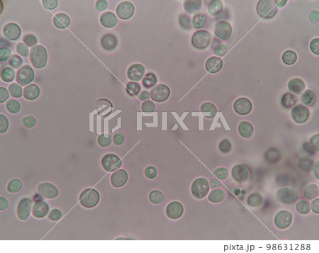 まん丸に近いとかち野酵母の細胞 98631288