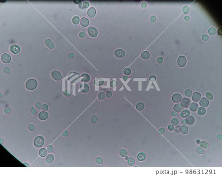 小さめのとかち野酵母の細胞 98631291