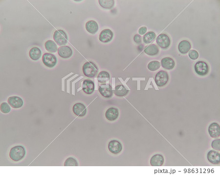 まん丸に近いとかち野酵母の細胞のアップ 98631296