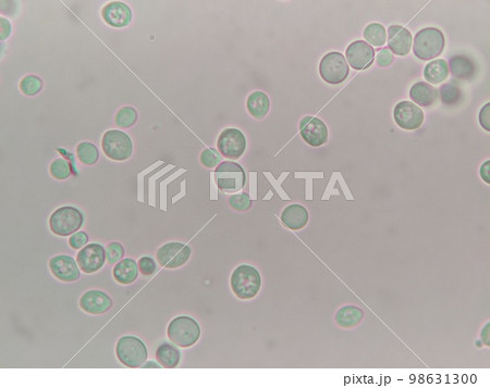 まん丸に近いとかち野酵母の細胞のアップ 98631300
