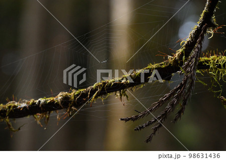 苔の生えた木にできた蜘蛛の巣の写真素材 [98631436] - PIXTA