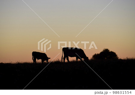 Cows silhouettes grazing, La Pampa, Patagonia, Argentina. Cows silhouettes grazing, La Pampa, Patagonia, Argentina. 98631554