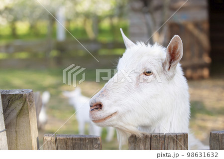 Goat on a rural farm close-up. A funny interested white goat without a horn peeks out from behind a wooden fence. The concept of farming and animal husbandry. Agriculture and dairy production. Goat on a rural farm close-up. A funny interested white goat without a horn peeks out from behind a wooden fence. The concept of farming and animal husbandry. Agriculture and dairy production. 98631632