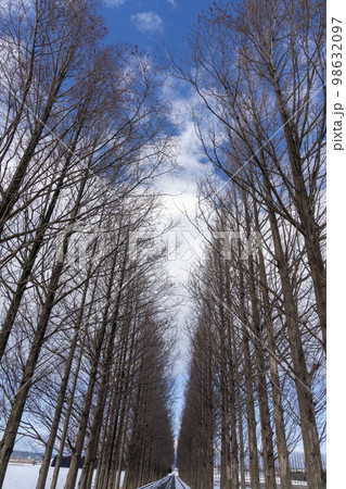 冬ソナの道とも呼ばれる雪が積もったメタセコイア並木 98632097