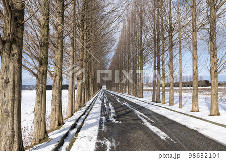 冬ソナの道とも呼ばれる雪が積もったメタセコイヤ並木 冬ソナの道とも呼ばれる雪が積もったメタセコイヤ並木 98632104