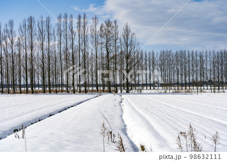 冬ソナの道とも呼ばれる雪が積もったメタセコイヤ並木 98632111