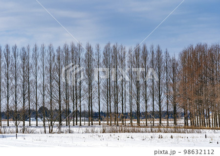 冬ソナの道とも呼ばれる雪が積もったメタセコイヤ並木 98632112