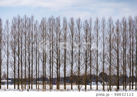 冬ソナの道とも呼ばれる雪が積もったメタセコイヤ並木 98632113