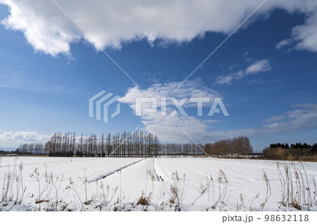 冬ソナの道とも呼ばれる雪が積もったメタセコイヤ並木 98632118