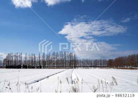 冬ソナの道とも呼ばれる雪が積もったメタセコイヤ並木 98632119