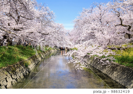 岩倉市　五条川の満開の桜並木 98632419
