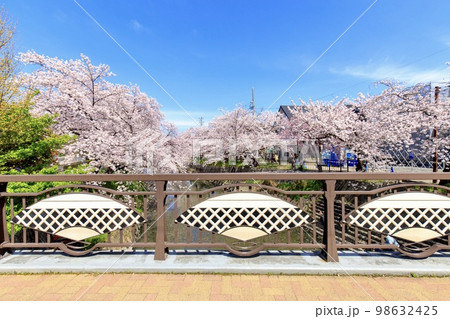 岩倉市　五条川の満開の桜並木 98632425