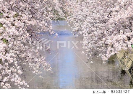 岩倉市　五条川の満開の桜並木 98632427