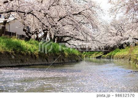 岩倉市　五条川の満開の桜並木 98632570