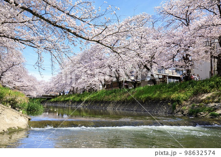 岩倉市 五条川の満開の桜並木 岩倉市 五条川の満開の桜並木 98632574