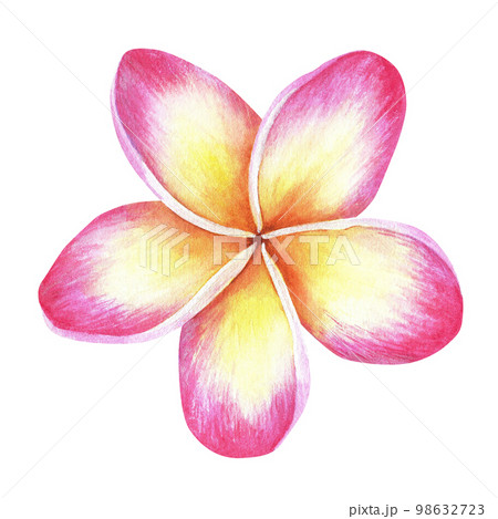 yellow and pink plumeria