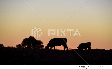 Cows silhouettes  grazing, La Pampa, Patagonia, Argentina. 98633062