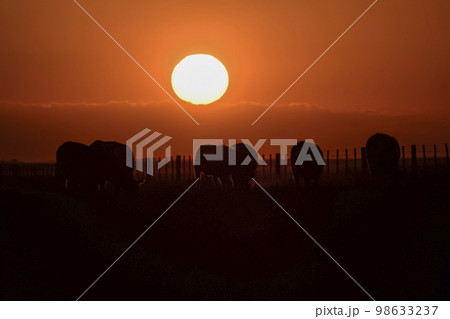 Cows silhouettes grazing, La Pampa,, Argentina. Cows silhouettes grazing, La Pampa,, Argentina. 98633237