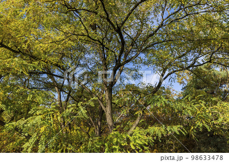 A tree in the autumn season, close up A tree in the autumn season, close up 98633478