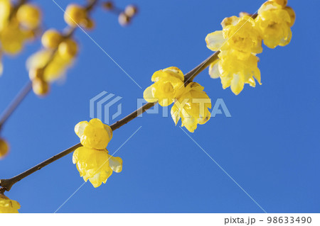花 ロウバイ 植物 蝋梅 青空 良い香り 黄色 花 ロウバイ 植物 蝋梅 青空 良い香り 黄色 98633490