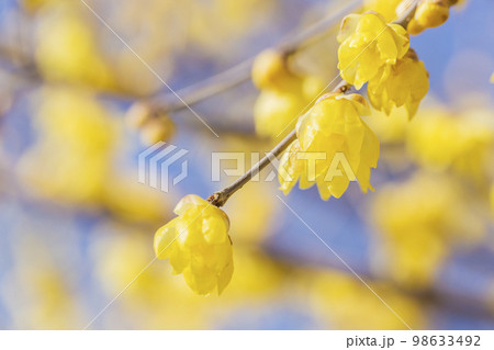 花 ロウバイ 植物 蝋梅 青空 良い香り 黄色 花 ロウバイ 植物 蝋梅 青空 良い香り 黄色 98633492