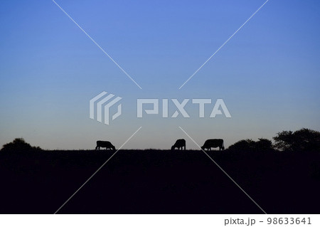Cows silhouettes  grazing, La Pampa,  Argentina. Cows silhouettes  grazing, La Pampa,  Argentina. 98633641