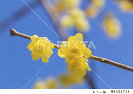 花 　ロウバイ　植物　蝋梅　青空　良い香り　黄色 98633718