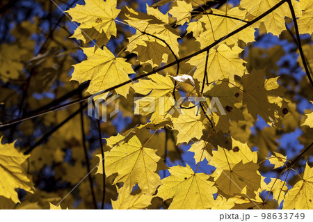 Autumn colorful foliage of maples during leaf fall 98633749