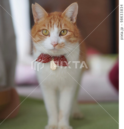 保護ねこ 保護ねこ 98633834