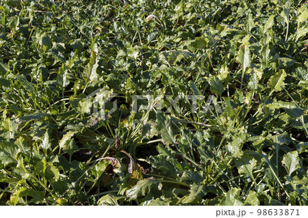 Old beet tops in the field in the autumn season 98633871