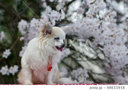 さくらとチワワ さくらとチワワ 98633938