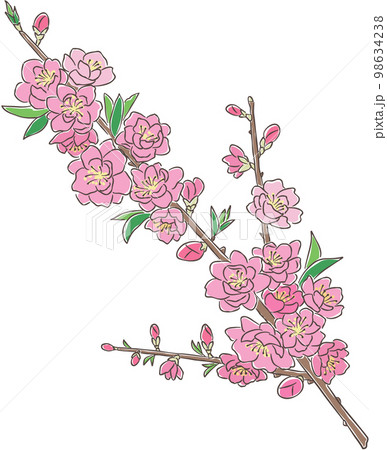 花をつけた桃の枝のイラスト 花をつけた桃の枝のイラスト 98634238