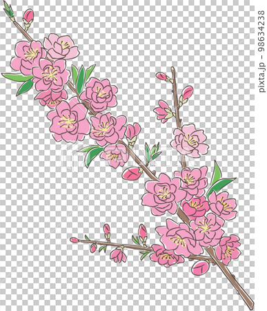 花をつけた桃の枝のイラスト 花をつけた桃の枝のイラスト 98634238