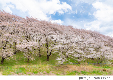 【桜素材】弘法山古墳の桜【長野県】 98634577