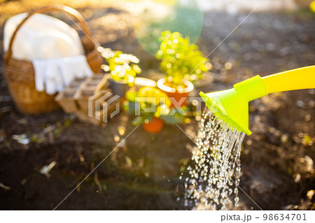 Gardening tools outdoors start a sowing season seedtime watering a seeds sun light Gardening tools outdoors start a sowing season seedtime watering a seeds sun light 98634701