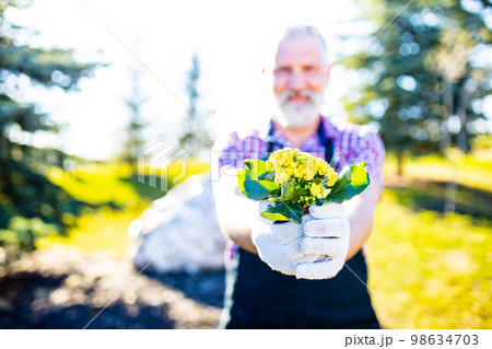 an older caucasian man with gray beard and hair in his garden on a sunny day an older caucasian man with gray beard and hair in his garden on a sunny day 98634703