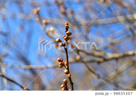 梅の花の蕾 98635307