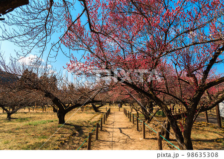 越生梅林の遊歩道 98635308