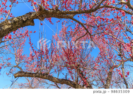 青空と越生梅林の紅梅 98635309