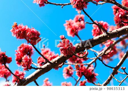 青空と越生梅林の紅梅 98635313