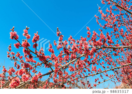青空と越生梅林の紅梅 98635317